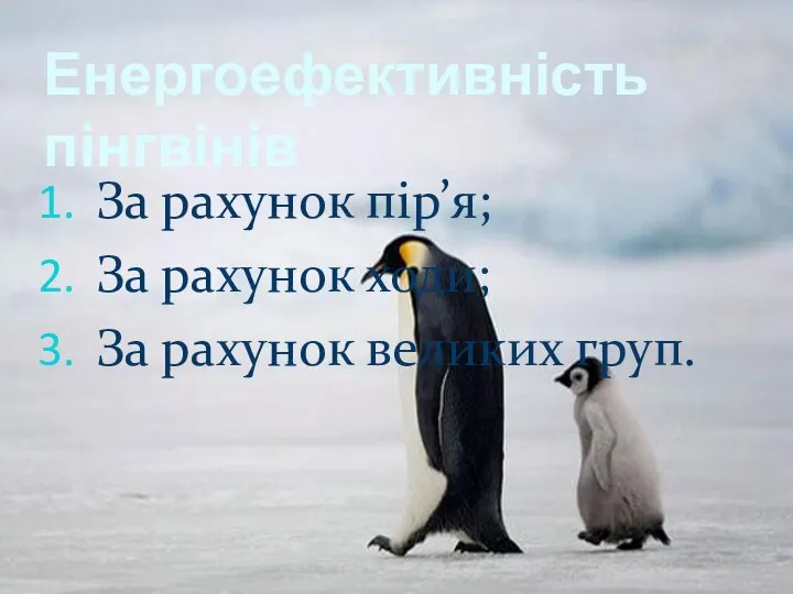 Енергоефективність пінгвінів За рахунок пір’я; За рахунок ходи; За рахунок великих груп.
