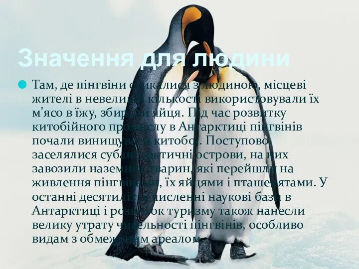 Значення для людини Там, де пінгвіни стикалися з людиною, місцеві жителі в