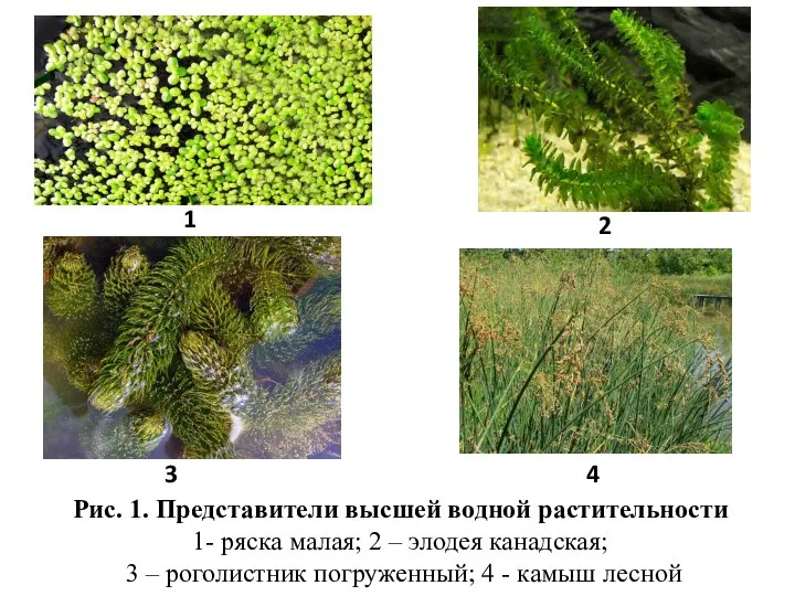 Рис. 1. Представители высшей водной растительности 1- ряска малая; 2 – элодея