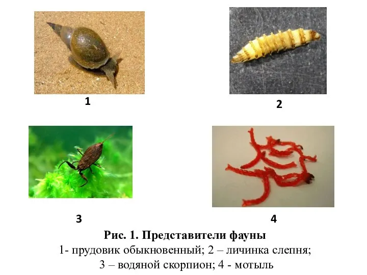 Рис. 1. Представители фауны 1- прудовик обыкновенный; 2 – личинка слепня; 3