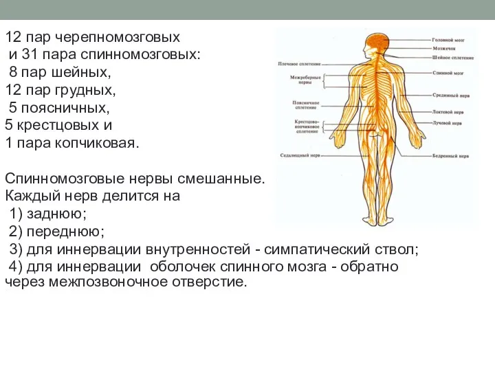 12 пар черепномозговых и 31 пара спинномозговых: 8 пар шейных, 12 пар