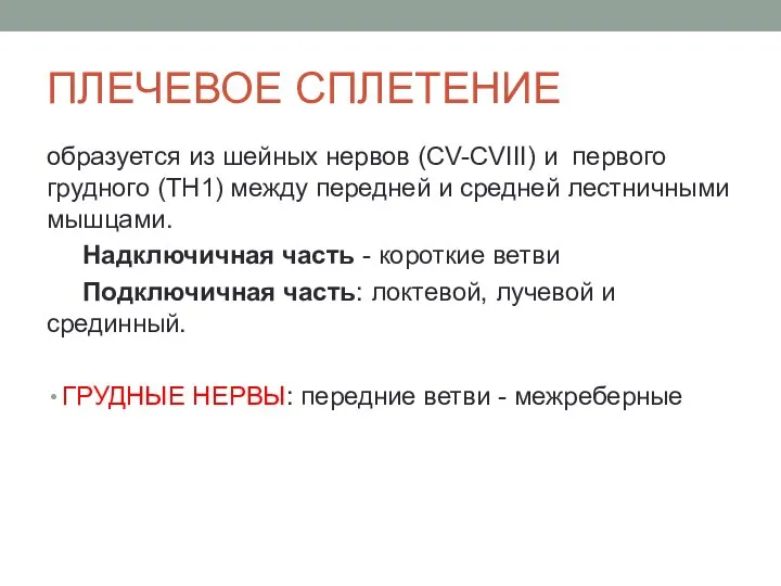 ПЛЕЧЕВОЕ СПЛЕТЕНИЕ образуется из шейных нервов (CV-CVIII) и первого грудного (TH1) между