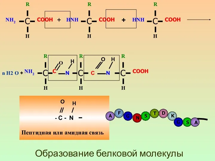 + + n H2 O + O N H C O N