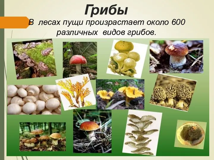Грибы В лесах пущи произрастает около 600 различных видов грибов.