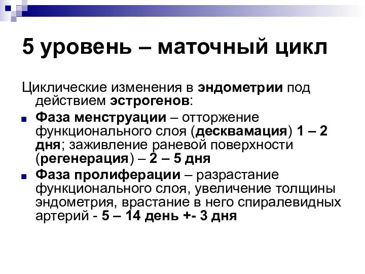 5 уровень – маточный цикл Циклические изменения в эндометрии под действием эстрогенов: