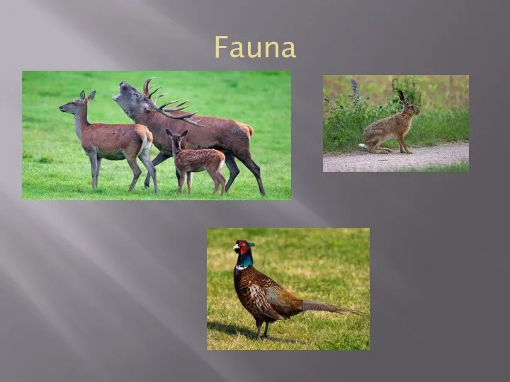 Fauna