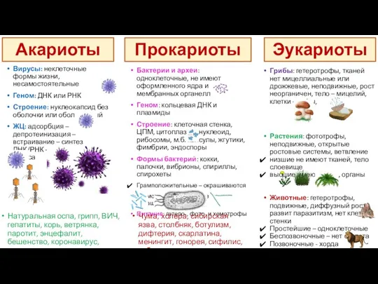 Акариоты Вирусы: неклеточные формы жизни, несамостоятельные Геном: ДНК или РНК Строение: нуклеокапсид