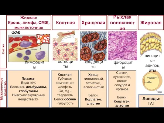 Клетки Межклеточное вещество Жидкая: Кровь, лимфа, СМЖ, межклеточная Костная ФЭК лимфоциты Плазма: