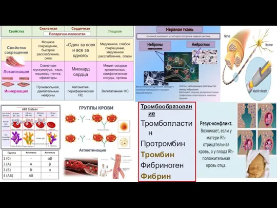 Тромбообразование Тромбопластин Протромбин Тромбин Фибриноген Фибрин Тромб