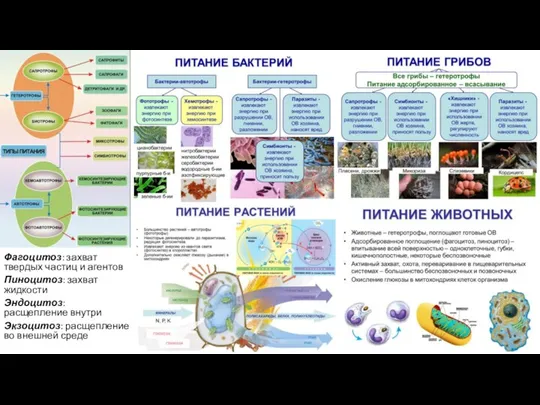 Фагоцитоз: захват твердых частиц и агентов Пиноцитоз: захват жидкости Эндоцитоз: расщепление внутри