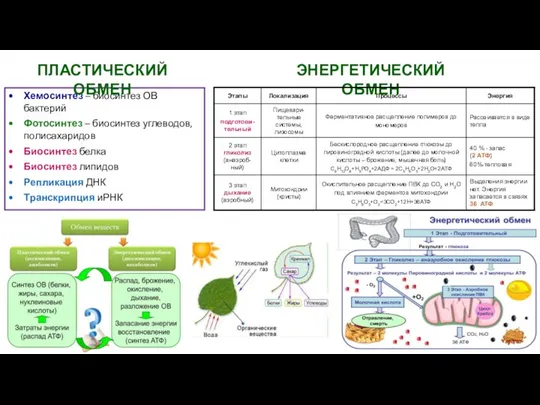 Хемосинтез – биосинтез ОВ бактерий Фотосинтез – биосинтез углеводов, полисахаридов Биосинтез белка