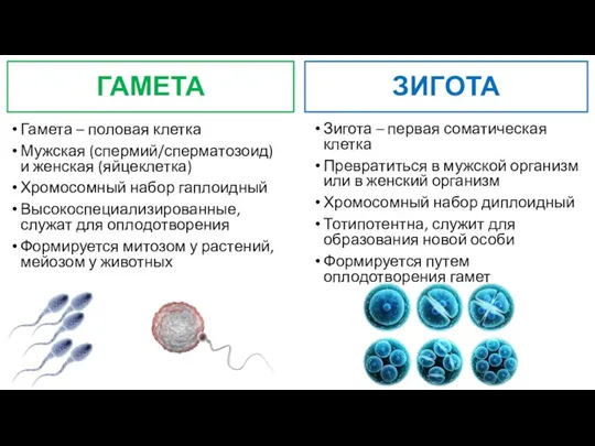 ГАМЕТА Гамета – половая клетка Мужская (спермий/сперматозоид) и женская (яйцеклетка) Хромосомный набор