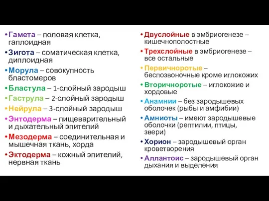 Гамета – половая клетка, гаплоидная Зигота – соматическая клетка, диплоидная Морула –