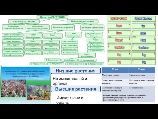 Низшие растения Высшие растения Не имеют тканей и органов Имеют ткани и органы