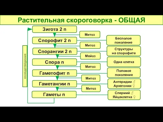 Растительная скороговорка - ОБЩАЯ Зигота 2 n Спорофит 2 n Спорангии 2