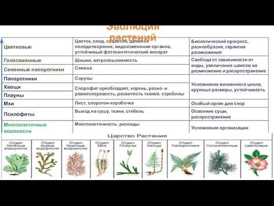 Эволюция растений