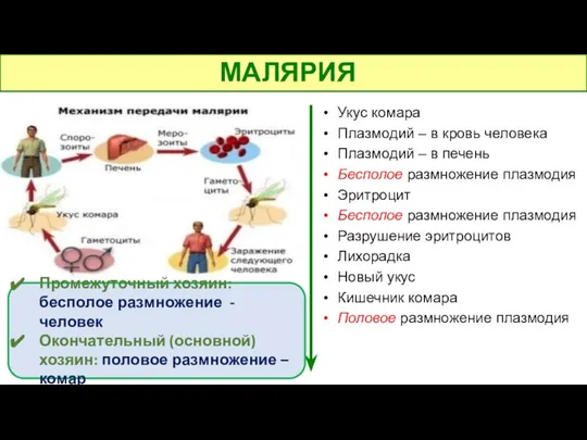 МАЛЯРИЯ Укус комара Плазмодий – в кровь человека Плазмодий – в печень