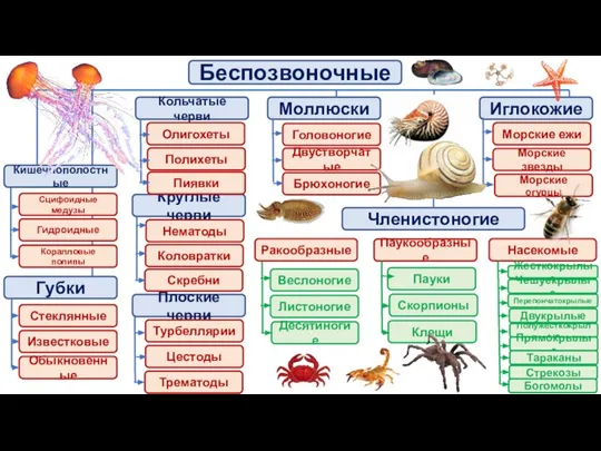 Беспозвоночные Губки Плоские черви Круглые черви Кольчатые черви Моллюски Иглокожие Членистоногие Стеклянные