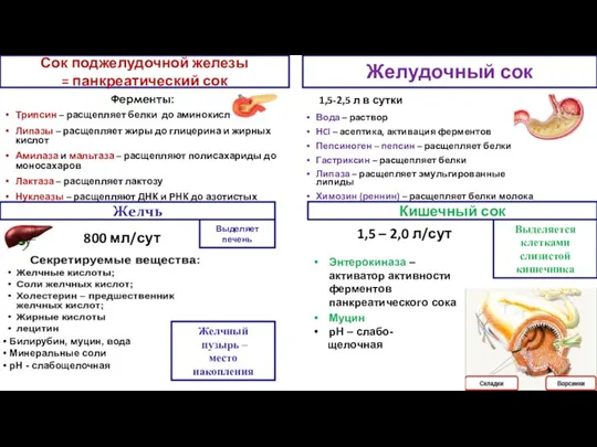 Ферменты: Трипсин – расщепляет белки до аминокислот Липазы – расщепляет жиры до