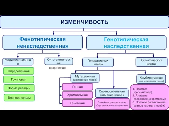 ИЗМЕНЧИВОСТЬ Генотипическая наследственная Фенотипическая ненаследственная Модификационная Онтогенетическая Генеративных клеток Соматических клеток Комбинативная