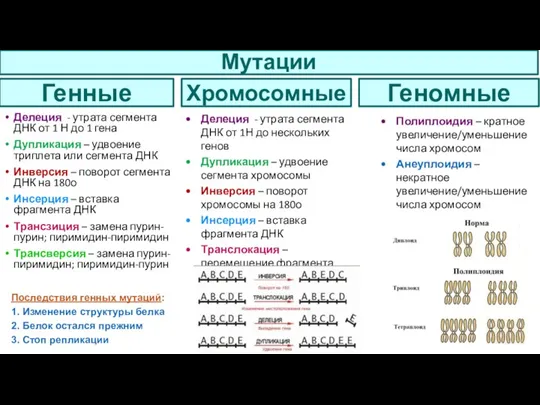 Мутации Делеция - утрата сегмента ДНК от 1 Н до 1 гена