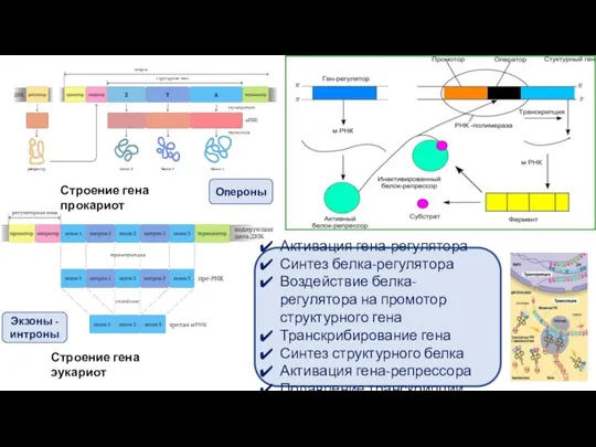 Активация гена-регулятора Синтез белка-регулятора Воздействие белка-регулятора на промотор структурного гена Транскрибирование гена