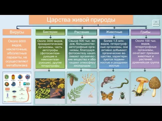 Вирусы Около 6000 видов, неклеточные, абсолютные паразиты, не осуществляют метаболизма Царства живой природы