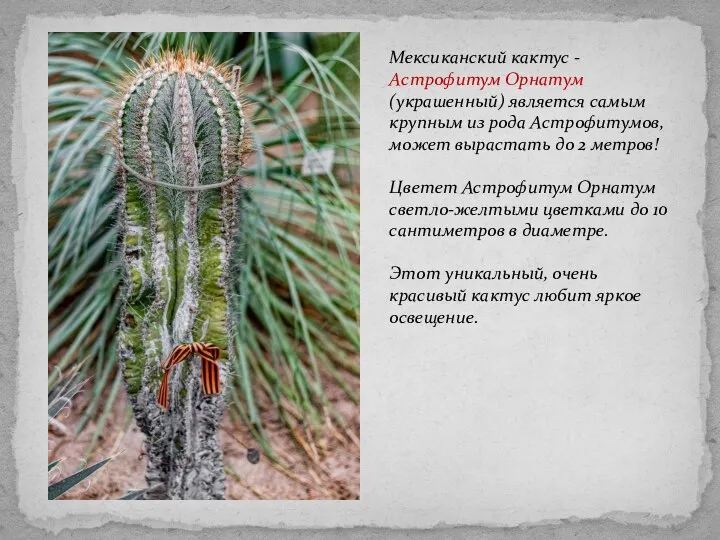 Мексиканский кактус - Астрофитум Орнатум (украшенный) является самым крупным из рода Астрофитумов,