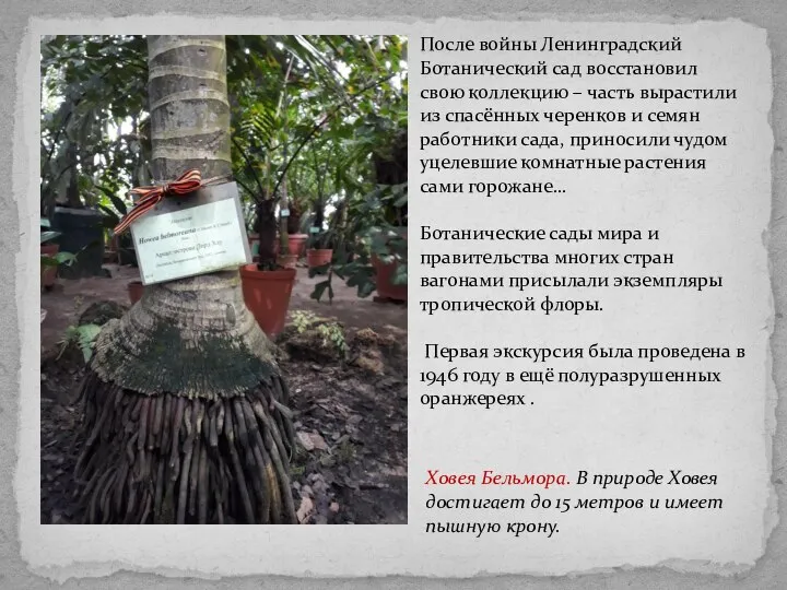 После войны Ленинградский Ботанический сад восстановил свою коллекцию – часть вырастили из