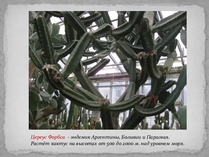 Цереус Форбса - эндемик Аргентины, Боливии и Парагвая. Растёт кактус на высотах