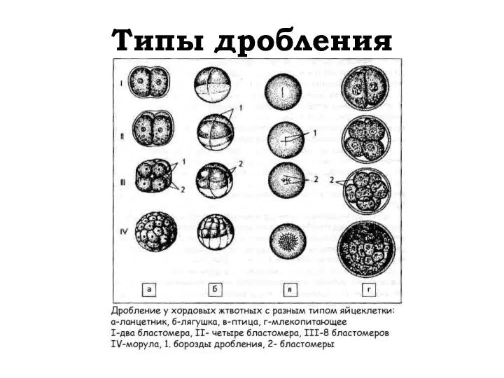 Типы дробления