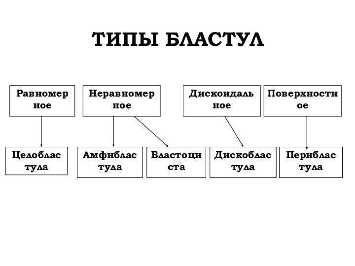 ТИПЫ БЛАСТУЛ