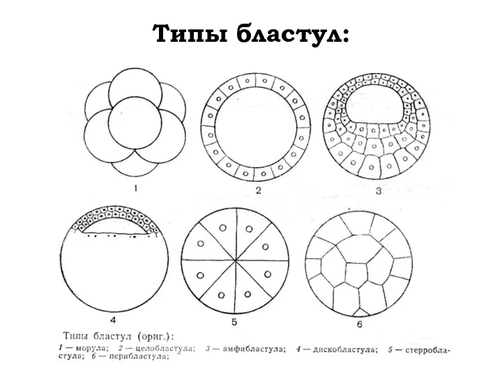 Типы бластул: