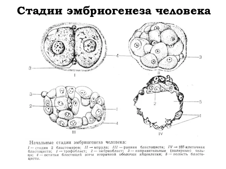 Стадии эмбриогенеза человека