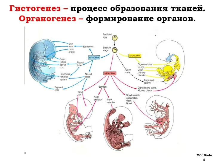 Гистогенез – процесс образования тканей. Органогенез – формирование органов. MedBiolog