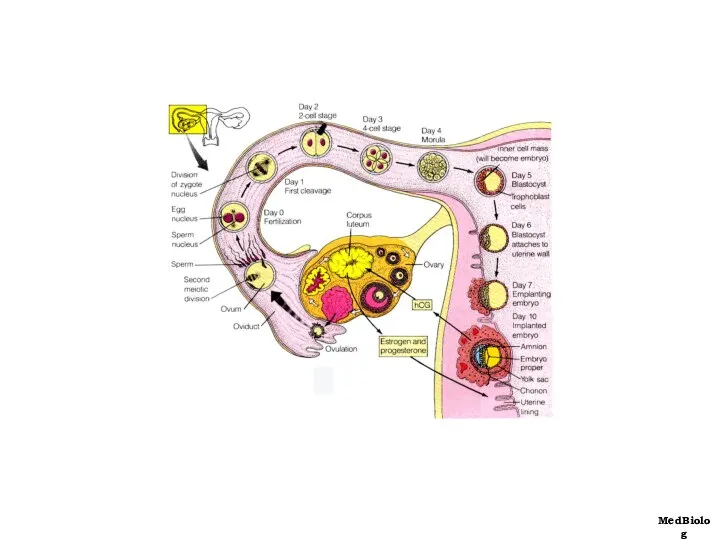 MedBiolog