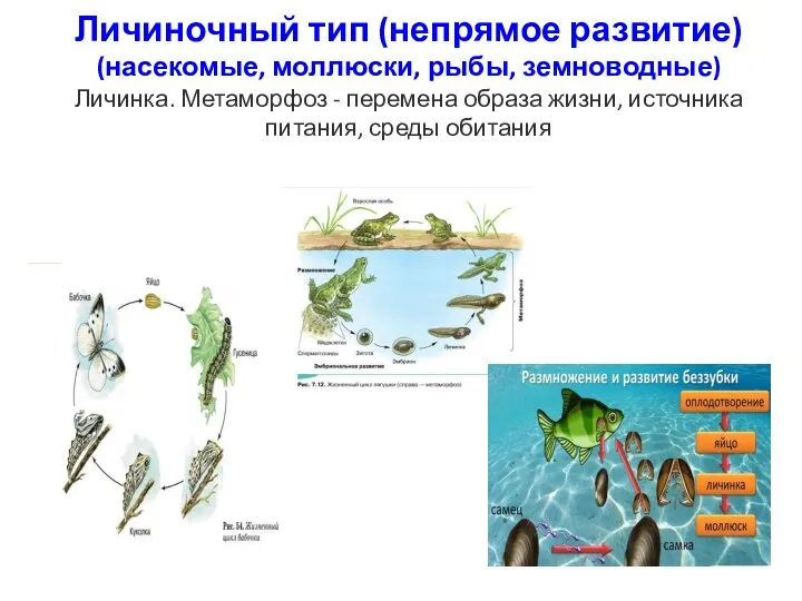 Личиночный тип (непрямое развитие) (насекомые, моллюски, рыбы, земноводные) Личинка. Метаморфоз - перемена