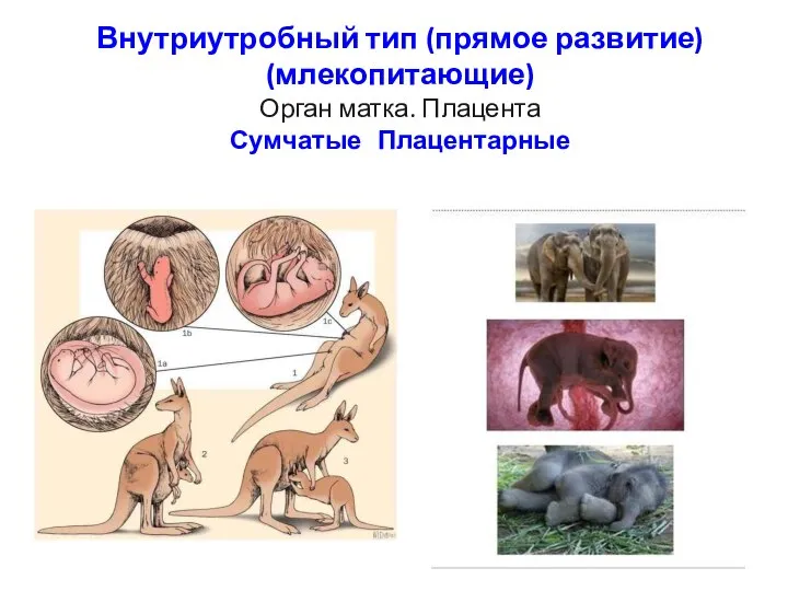 Внутриутробный тип (прямое развитие) (млекопитающие) Орган матка. Плацента Сумчатые Плацентарные