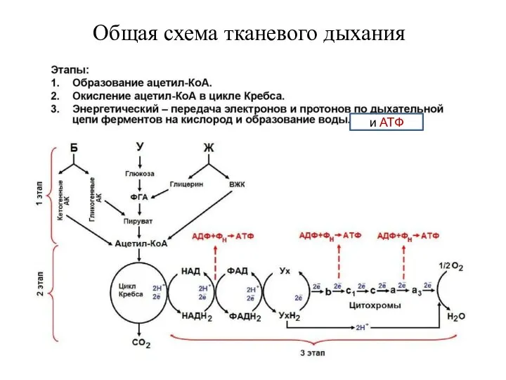 Общая схема тканевого дыхания и АТФ