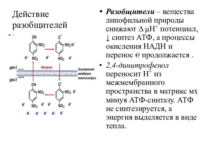 Разобщители – вещества липофильной природы снижают Δ μН+ потенциал, ↓ синтез АТФ,