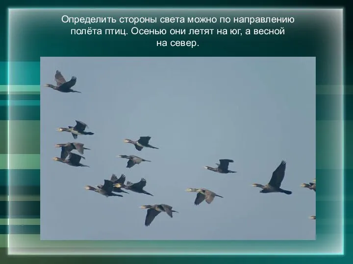 Определить стороны света можно по направлению полёта птиц. Осенью они летят на