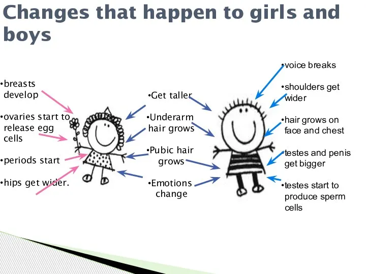Changes that happen to girls and boys voice breaks shoulders get wider