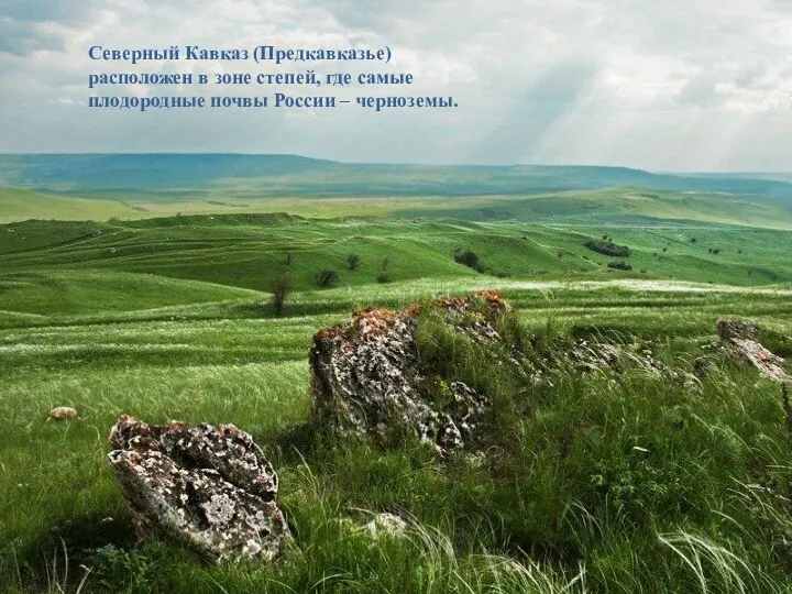 Северный Кавказ (Предкавказье) расположен в зоне степей, где самые плодородные почвы России – черноземы.