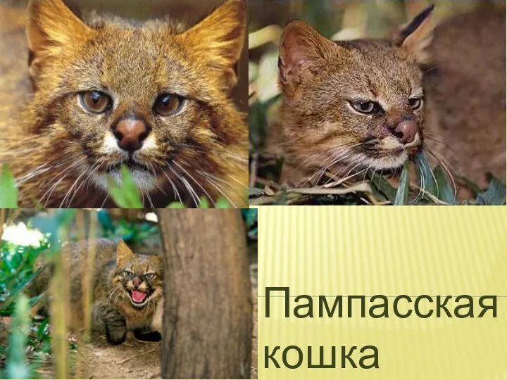 Пампасская кошка