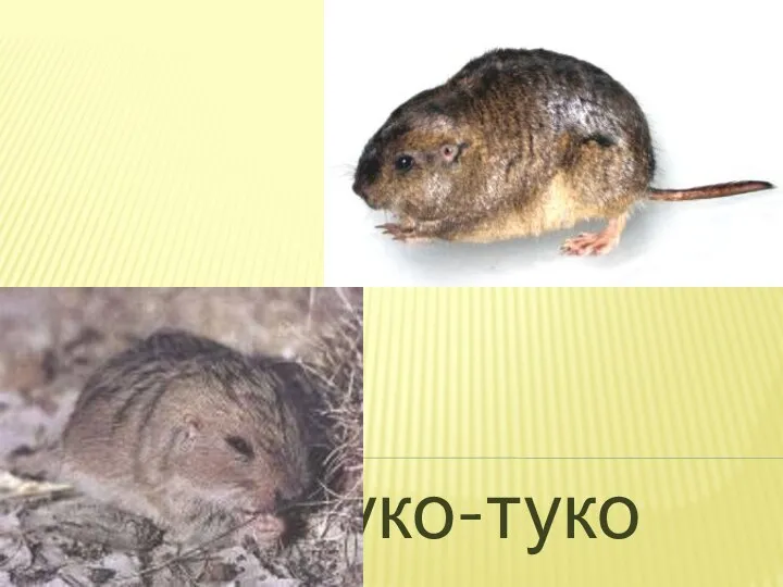 Туко-туко