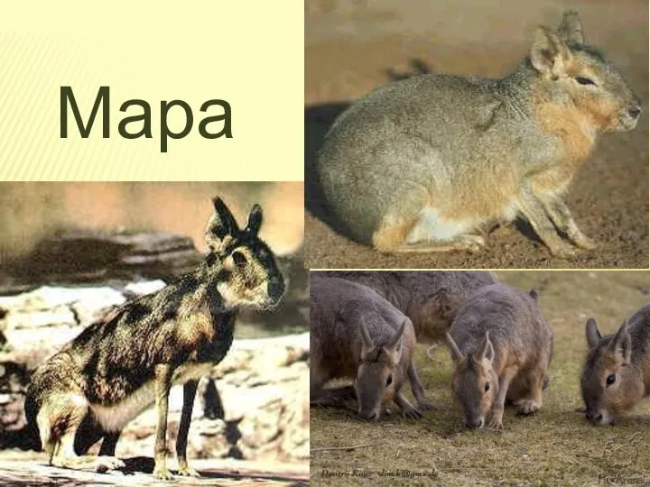 Мара