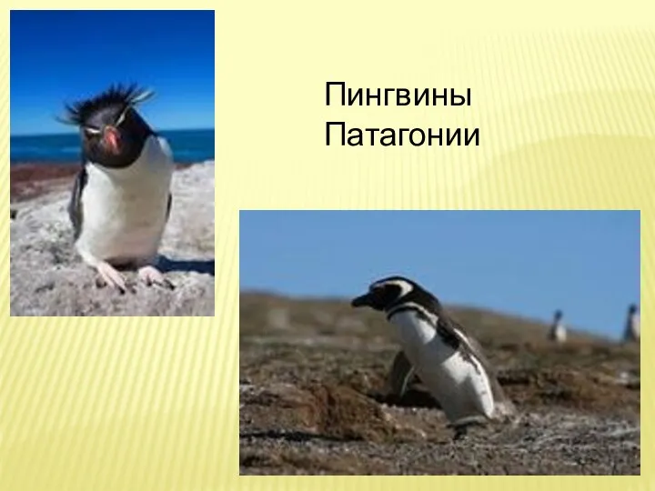 Пингвины Патагонии