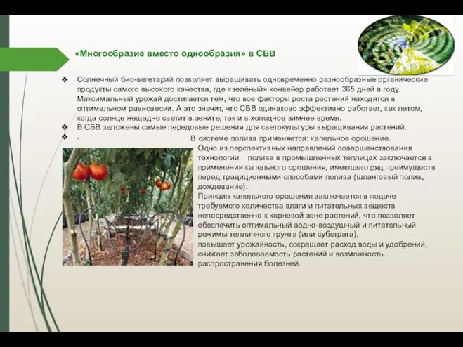 «Многообразие вместо однообразия» в СБВ Солнечный био-вегетарий позволяет выращивать одновременно разнообразные органические
