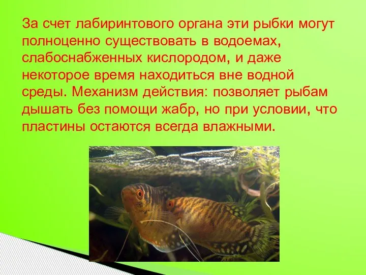 За счет лабиринтового органа эти рыбки могут полноценно существовать в водоемах, слабоснабженных