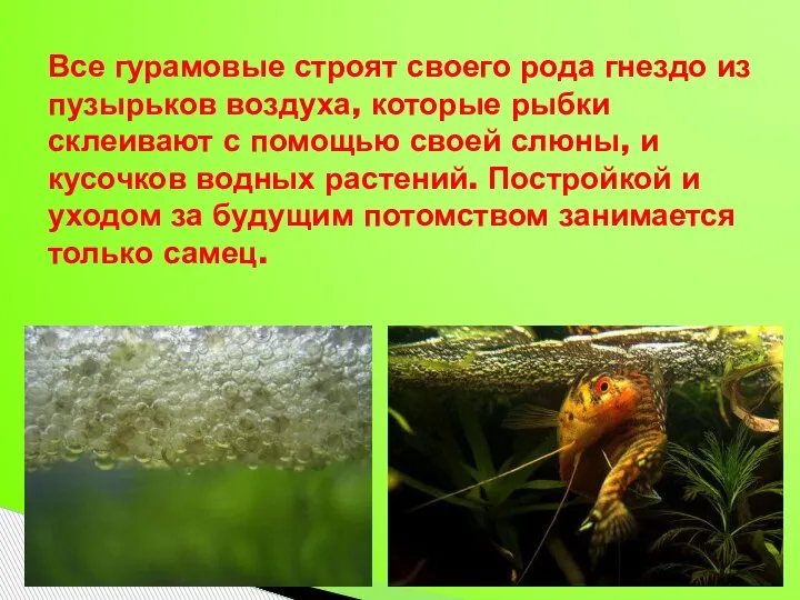 Все гурамовые строят своего рода гнездо из пузырьков воздуха, которые рыбки склеивают